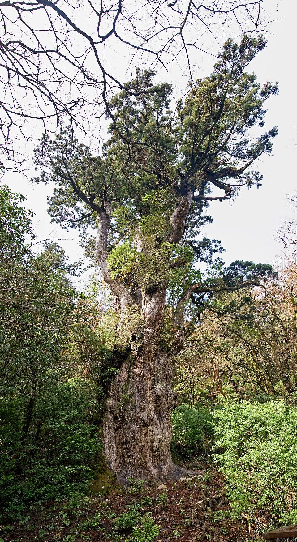 🏯 히나타 약사(히나타 야쿠시) 이미지 7